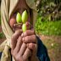 grossiste de l'huile d'argan et dérivés