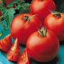 tomate frais pour l'export