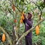 besoin de financement pour la production du cacao