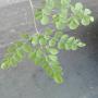 plante moringa oleifera