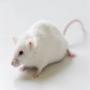 vente de souris blanches pour laboratoire