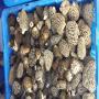 vente de morilles du canada yukon et b.c