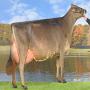 recherche génisses de race brune ou brown swiss