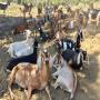 boar goats cows and senaan goats for sale