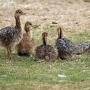 poussins d'autruche,  œufs fertiles et plumes disp