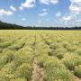 vendre de l'huile essentielle d'immortelle