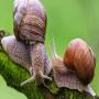 cherche fourniseurs escargots de milieu sauvages