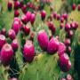 grains de figue de barbarie  nopal   