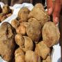 truffle product of morocc