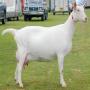 saanen goats for sale (high quality milk producti