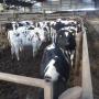 high milk production holstein cattle