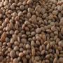 10 tonnes de de lentil deja disponible au senegal