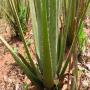 vendeur d'aloes 