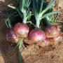 onion rouge 