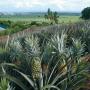 vente d'ananas et de noix de cajou 