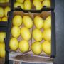 melons jaunes canari pour l'exportation