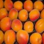 abricot fruits for sale in bulk