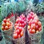 vente de tomates en gros