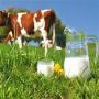 grossiste lait et produits laitiers