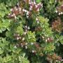 oregano (origanum compactum) za'atar marocain bio