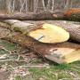 offre de vente de bois logs chêne 