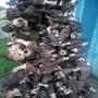 les morilles seches