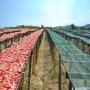 tomates séchées au soleil 