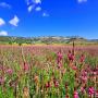 graines de sainfoin / sainfoin seeds