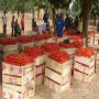 formation spéciale sur la tomate