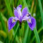 semence et racines séchées d'iris versicolore bio