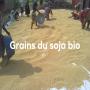 soja biologique togolais à vendre