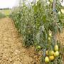 gagner des revenus grâce à la tomate