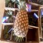 recherche bureau d'étude pour exportation ananas