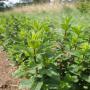 menthe verte bio