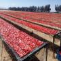 chercher des clients pour tomate séchée 