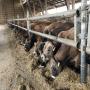 bovins pour engraissement,  taurillons aubrac