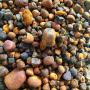  100% clean cow ox gallstones