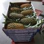 exportation d'ananas