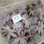 export octopus and squid from mauritania