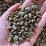 arabica coffee beans