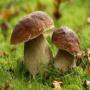 cherche boletus edulis champignons