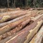 vente de bois débité du gabon