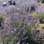 lavender essential oil from moldova