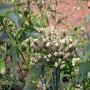 thé vert en gros,  bulukut,  lippia , multiflora