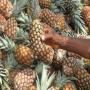 ananas made in bénin