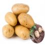 algerian fresh potatoes