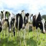 bovins vaches laitières grossiste exportateur