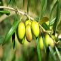 extra virgin olive oil tunisia 