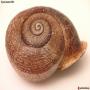 escargot marocain