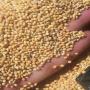  yellow millet